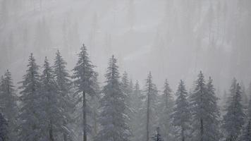 montañas carpatianas niebla y niebla en el bosque de pinos foto