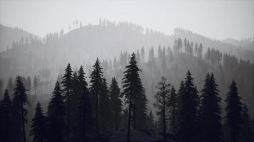 montañas carpatianas niebla y niebla en el bosque de pinos foto