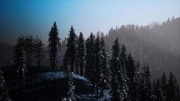 Morning winter forest in Carpathian Mountains photo