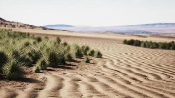 Flat desert with bush and grass photo