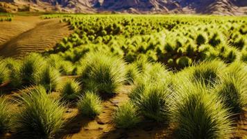 Beautiful yellow orange sand dune in desert in middle Asia photo