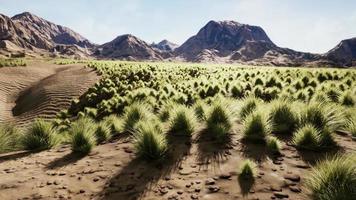 Flat desert with bush and grass photo