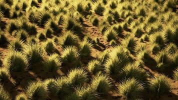 Beautiful yellow orange sand dune in desert in middle Asia photo