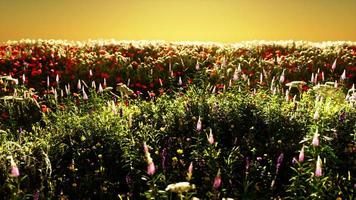 Field with flowers during summer sundown photo