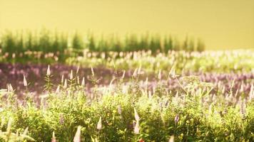 Field with flowers during summer sundown photo