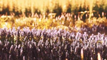 campo de lavanda floreciente bajo los colores de la puesta de sol de verano foto