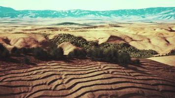 Flat desert with bush and grass photo