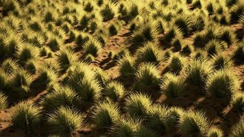 desert landscape in Crater National park photo