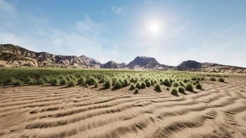 Flat desert with bush and grass photo