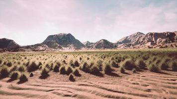 Stoney desert in outback Australia photo