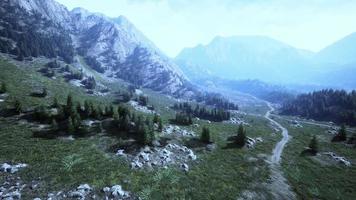 Aerial view of green coniferous forest in the mountains photo