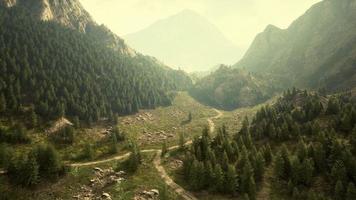 Aerial top view of summer green trees in forest in Swiss Alps photo