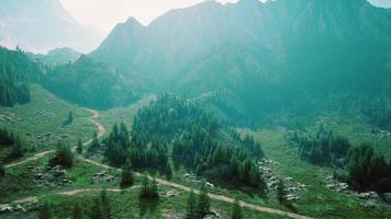 Aerial view of green coniferous forest in the mountains photo