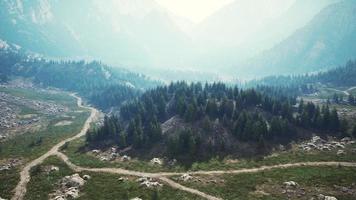 Aerial top view of summer green trees in forest in Swiss Alps photo