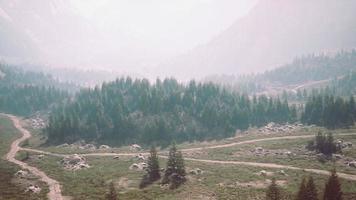 Aerial top view of summer green trees in forest in Swiss Alps photo