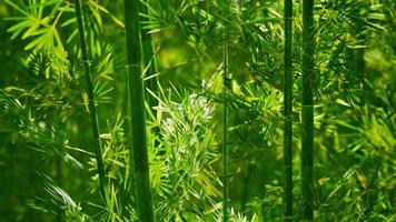 Green bamboo in the fog with stems and leaves photo