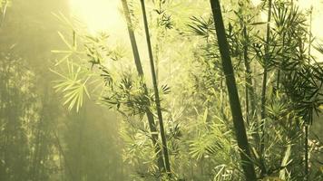 Bamboo green forest in deep fog photo