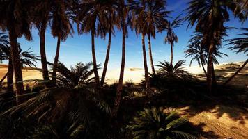 Plantation of date palms intended for healthy food production photo