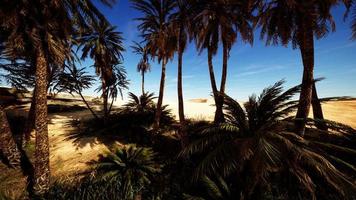 palmeras en el desierto del sahara foto