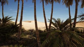 Palm trees of oasis in desert landscape photo