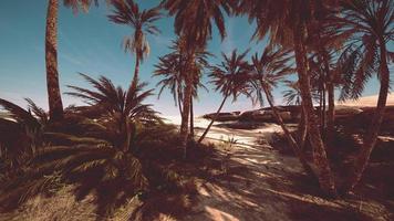 plantación de palmeras datileras destinadas a la producción de alimentos saludables foto