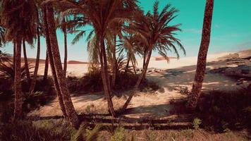 Plantation of date palms intended for healthy food production photo