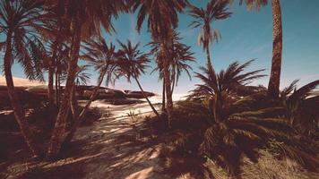 Palm trees of oasis in desert landscape photo