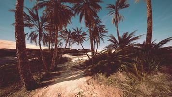 palmeras en el desierto del sahara foto