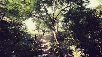 Late summer sunlight breaking through the trees photo