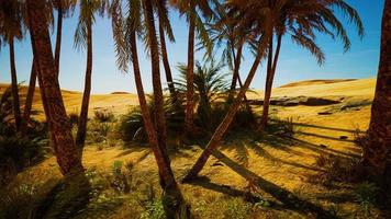 Oasis at the moroccan desert dunes photo