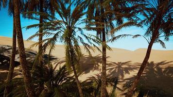 Oasis at the moroccan desert dunes photo