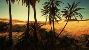 Oasis at the moroccan desert dunes photo