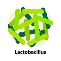 bacterias probióticas. lactobacillus, logotipo de bulgaricus con texto. se muestran símbolos amorfos para productos lácteos como yogur, acidophilus. se muestran lactococcus, propionibacterium. vector