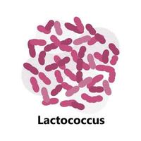 bacterias probióticas. lactobacillus, logotipo de bulgaricus con texto. se muestran símbolos amorfos para productos lácteos como yogur, acidophilus. se muestran lactococcus, propionibacterium. vector