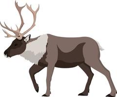 Caribou Reindeer walking illustration vector