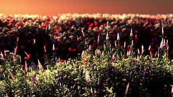 Field with flowers during summer sundown photo