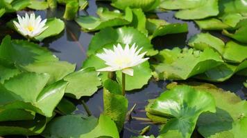 linda flor de lótus branca na lagoa de lótus video