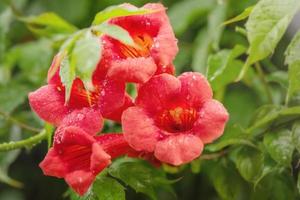 Beautiful red flowers of the trumpet vine or trumpet creeper Campsis radicans. Chinese Trumpet Creeper branches photo