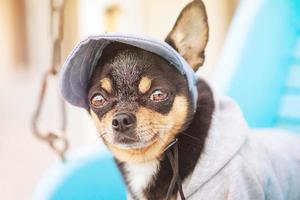 Mini chihuahua dog in clothes on a swing. Portrait of a pet. photo