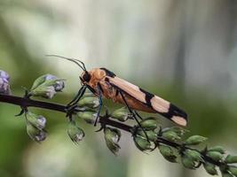 Macro insects, snails on flowers,Finger  mushrooms, orchids, leaves, with a natural background photo