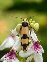 Macro insects, snails on flowers,Finger  mushrooms, orchids, leaves, with a natural background photo