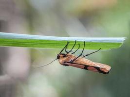 Macro insects, snails on flowers,Finger  mushrooms, orchids, leaves, with a natural background photo