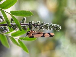 Macro insects, snails on flowers,Finger  mushrooms, orchids, leaves, with a natural background photo