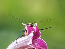 Macro insects, snails on flowers,Finger  mushrooms, orchids, leaves, with a natural background photo