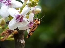 Macro insects, snails on flowers,Finger  mushrooms, orchids, leaves, with a natural background photo