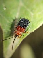 Macro insects, snails on flowers,Finger  mushrooms, orchids, leaves, with a natural background photo