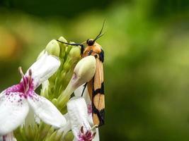 Macro insects, snails on flowers,Finger  mushrooms, orchids, leaves, with a natural background photo