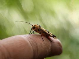 Macro insects, snails on flowers,Finger  mushrooms, orchids, leaves, with a natural background photo