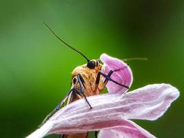 Macro insects, snails on flowers,Finger  mushrooms, orchids, leaves, with a natural background photo