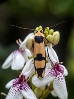 Macro insects, snails on flowers,Finger  mushrooms, orchids, leaves, with a natural background photo